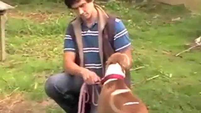 Pitbul dog training