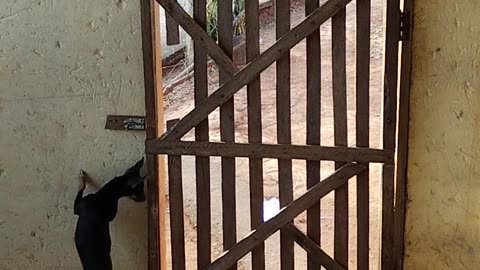 Miniature Pinscher Opens Locked Gate