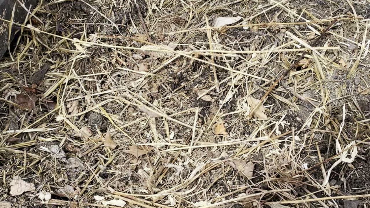 100 Days of Gratitude, Day 59: Compost