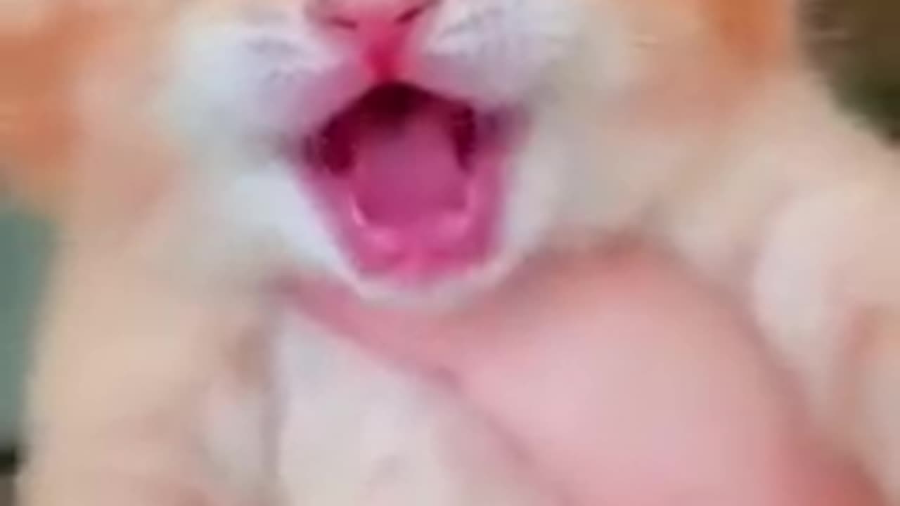 Cat crying