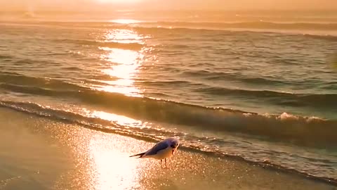 the sea and the bird