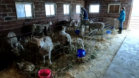 Little Lambs