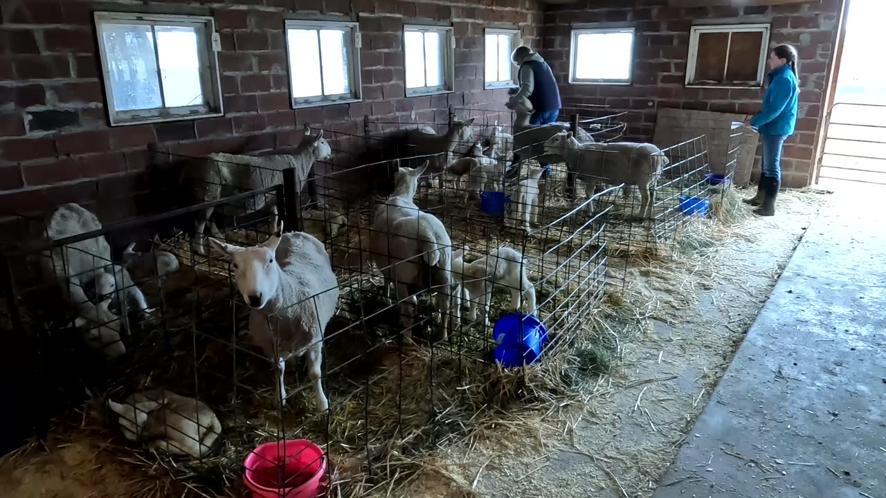 Little Lambs