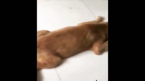 Puppy Hilarity: Watch These Adorable Canines Bring on the Laughs with Their Funny Antics