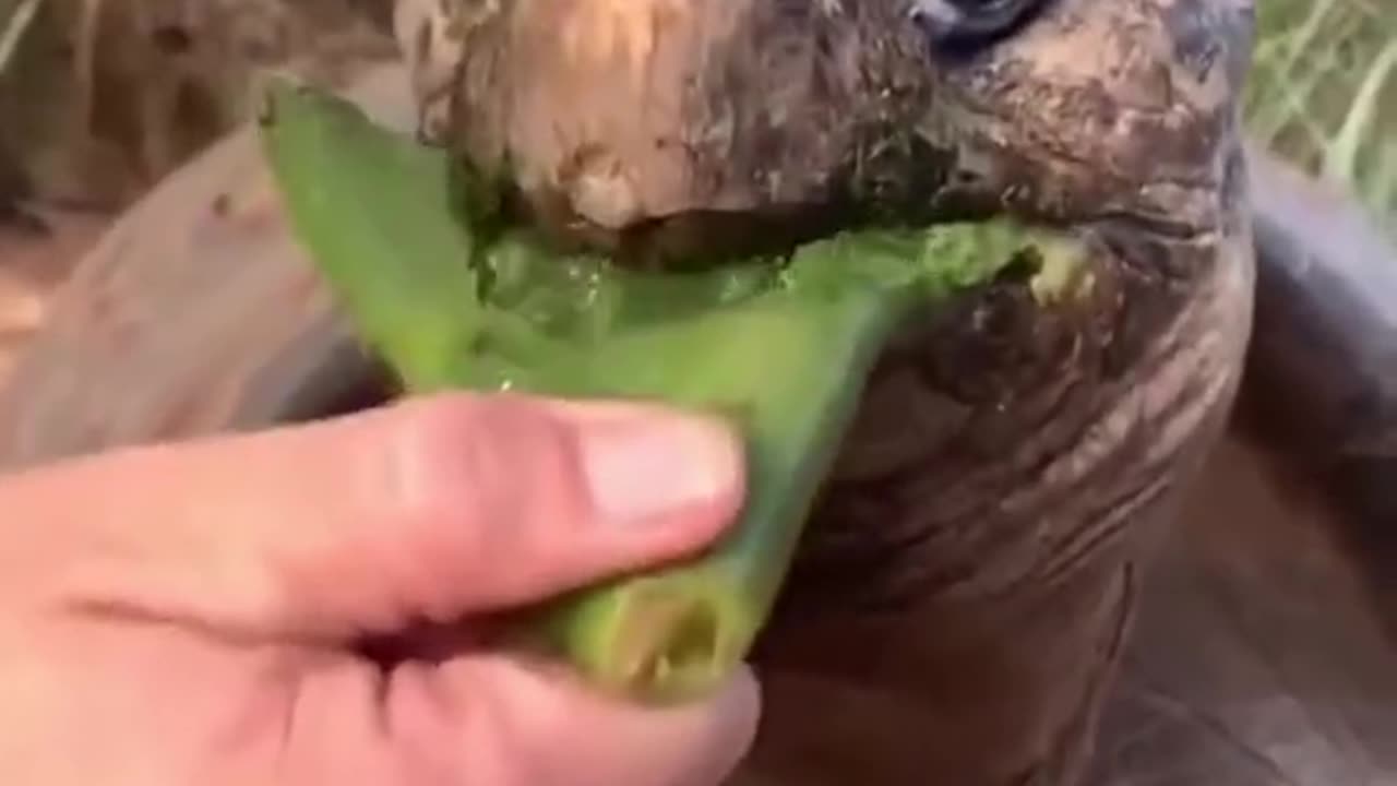 Best Funny Animal Videos of the year (2023), funniest animals ever. relax with cute animals video