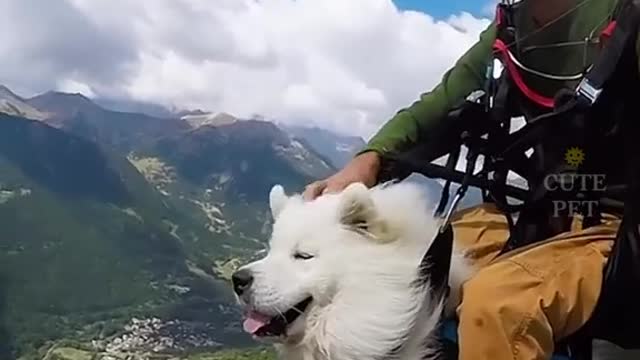 Dogs are dare to fly