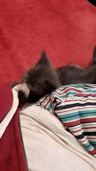 MJCS 11) Too Cute 11/11/2020