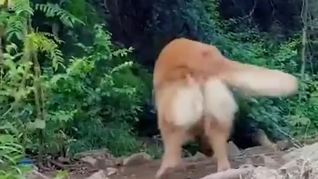 Happy dogs waiting for their owners