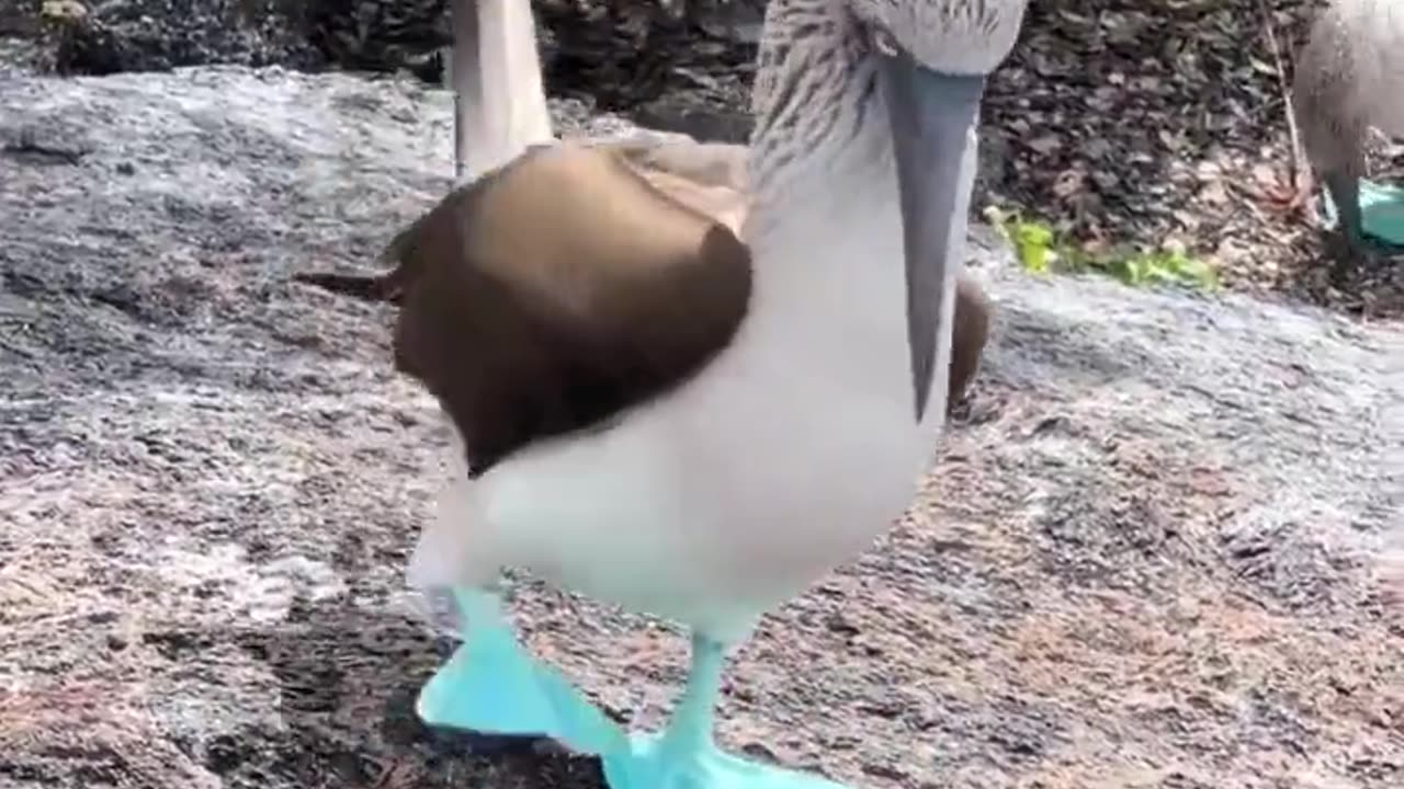 Blue footed booby showing his new shoes.. 😅