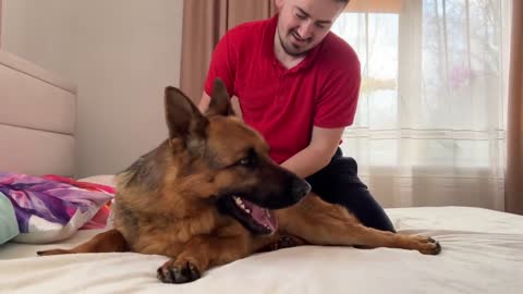 Funny German Shepherd Reaction to Massage