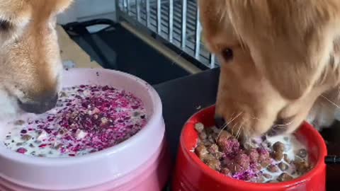 smart dog