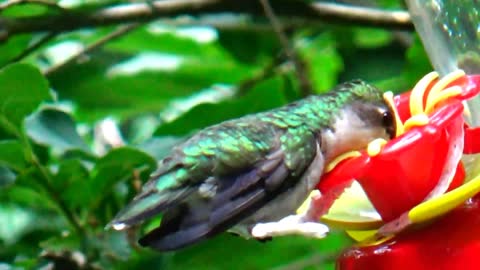 Hummingbird