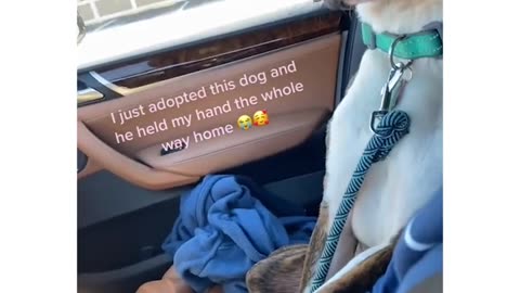 THIS ADOPTED DOG HOLDS 😅HANDS WITH HIS NEW MOM ON THE WAY TO HIS NEW HOME