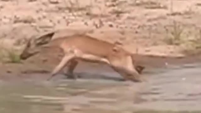 Baby crocodile attack on baby Impala #shorts #crocodilevsimpala