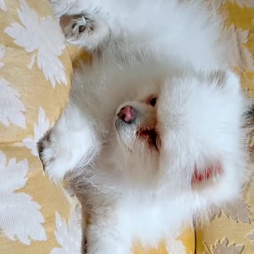 20211115文贵先生GETTR⁴：应战友们的要求……发一个SNOW 的小视频🤪