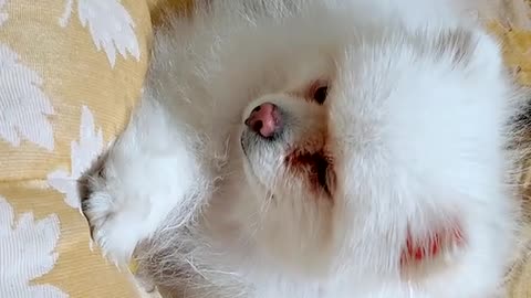20211115文贵先生GETTR⁴：应战友们的要求……发一个SNOW 的小视频🤪