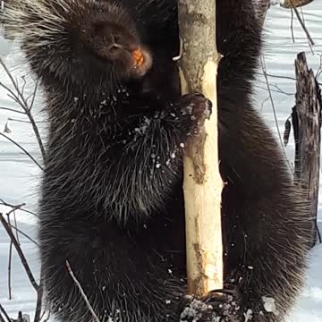 Fearless wild porcupine doesn't throw his quills