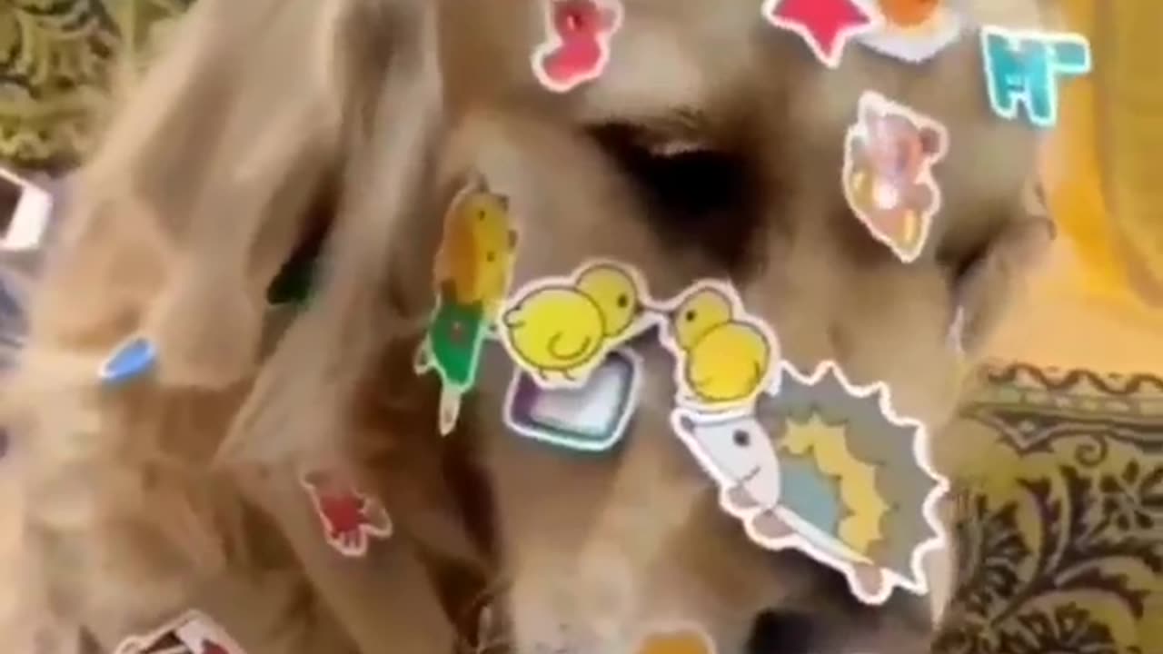 Embrace the joy and love around you #shorts #shortvideo #video #virals #videoviral