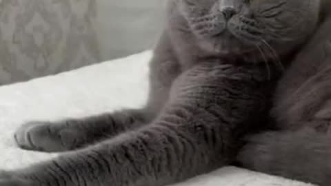 Cute cat so funny cat