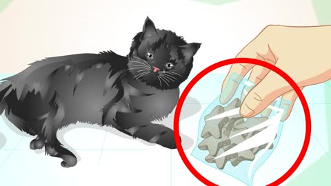 Cat training