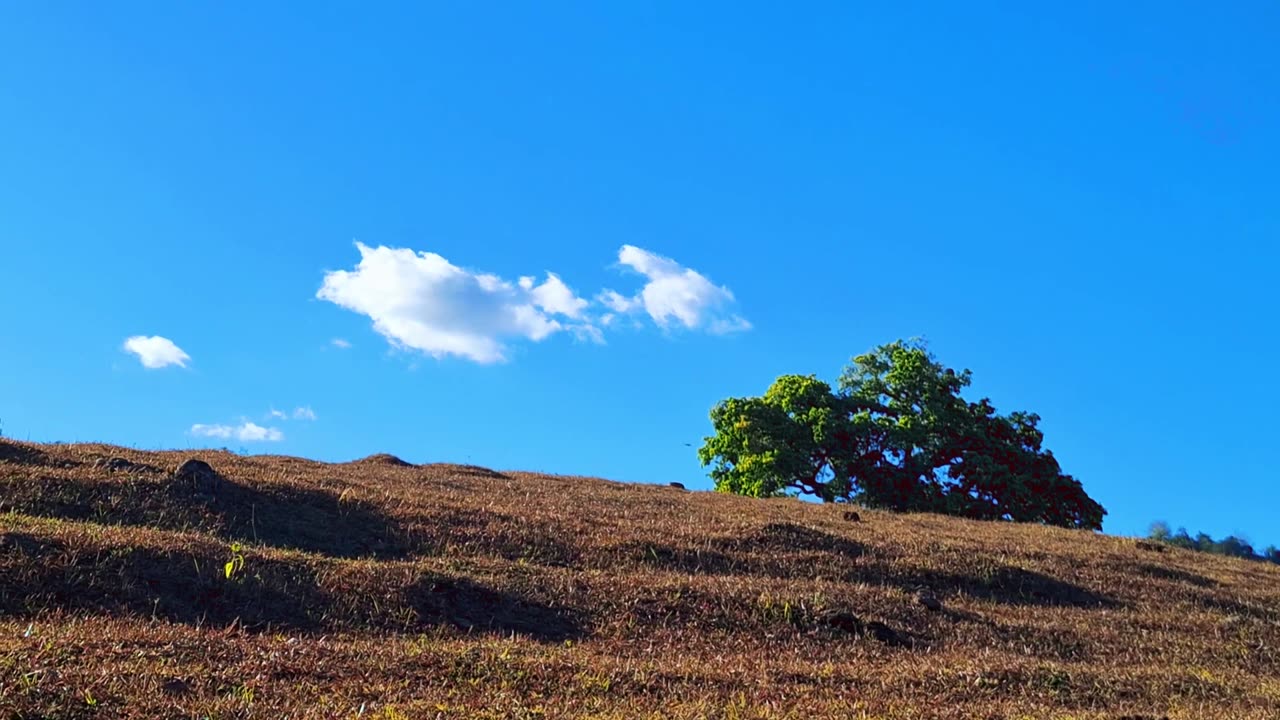 Free download nature videos no copyright royalty-free