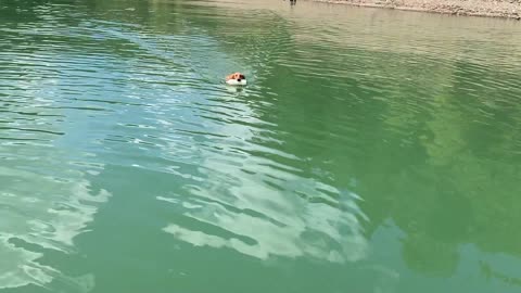 Learning to Retrieve From Boat and Use Pup Plank