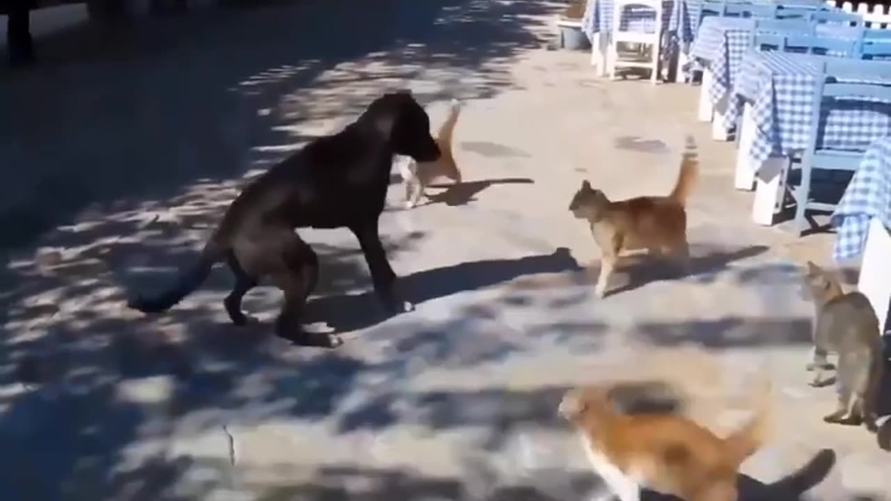 Comedy Video