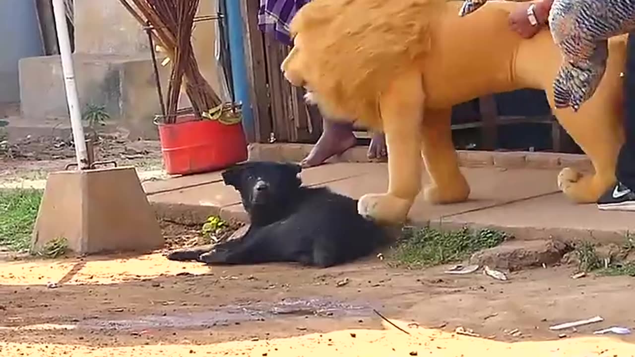 Funny video gods today | Funny animal video 2023 | Animal funny video