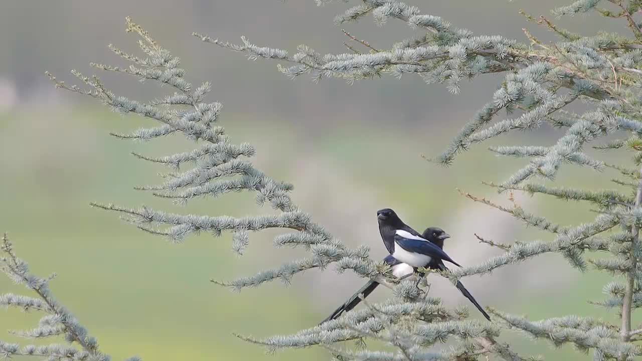 See beautiful birds relax the nerves