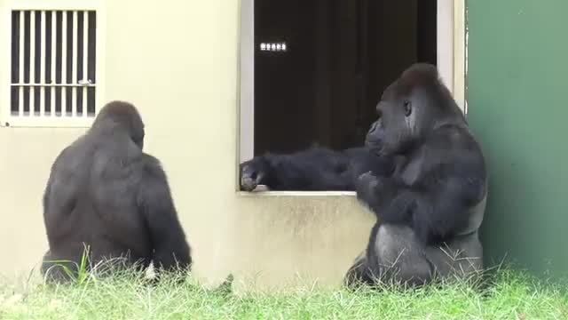 gorilla