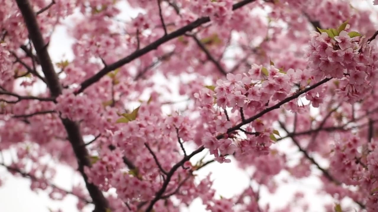 Amazing pink flowers