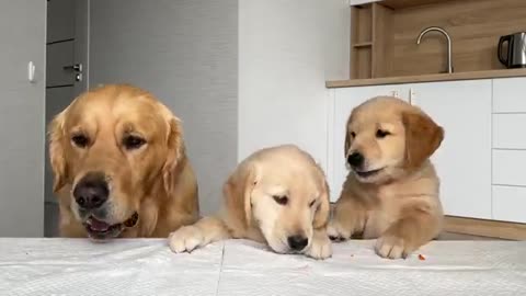 Dog Dad Reviews Food with His Puppies