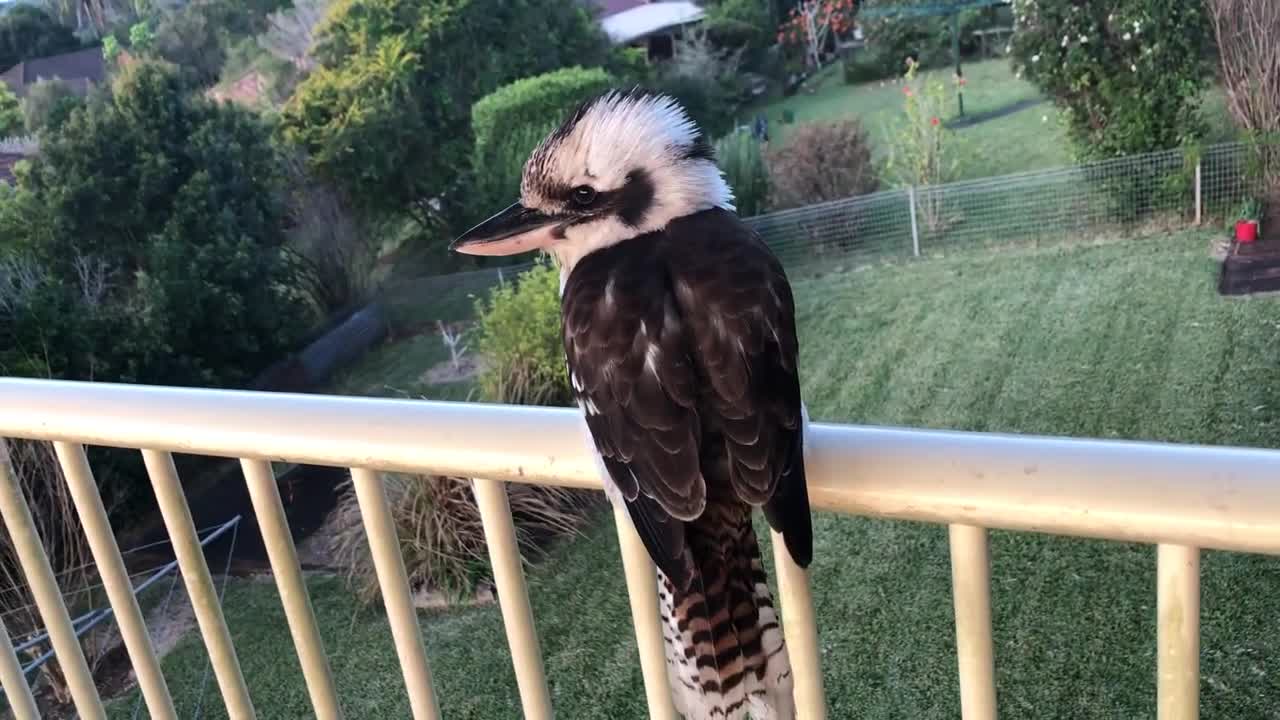 Laughing Kookaburra - enjoying afternoon at my deck