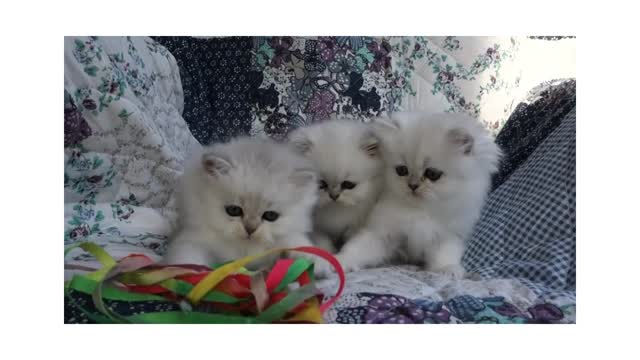 Cute bedroom chinchilla kittens