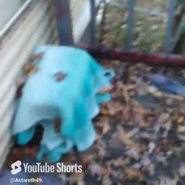 This is "Patches" the feral who lives on my porch! #youtubepetshorts