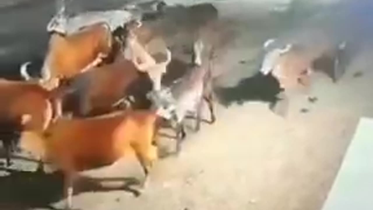 Lion Attack Cow In Gujarat _ Gujarat News _ Lion Attack Cow Video _ Viral Video _Shorts _ CNN News18