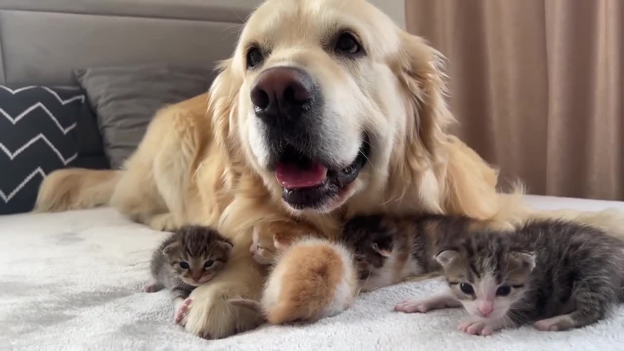 Baby Kittens think that the Golden Retriever is their Mom