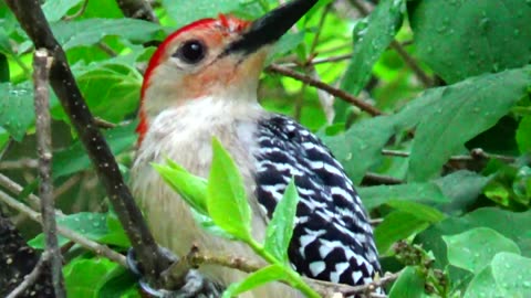 Red-bellied woodpecker