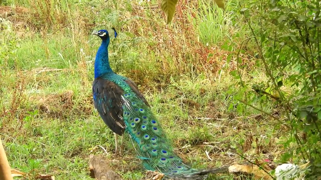 animal video