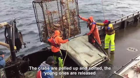 How to Earn Millions $ from Catching King Crab 🦀 - Inside Modern King Crab Processing Factory