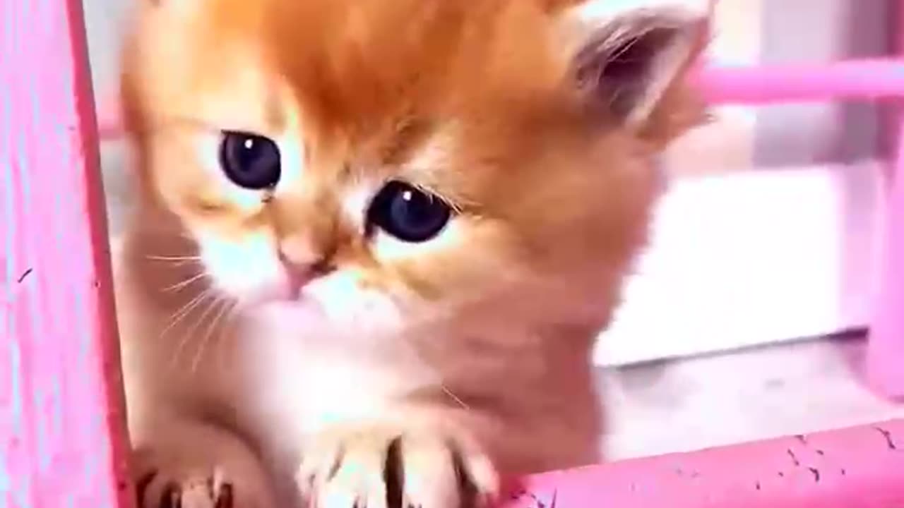 cute kitten 🥰😘