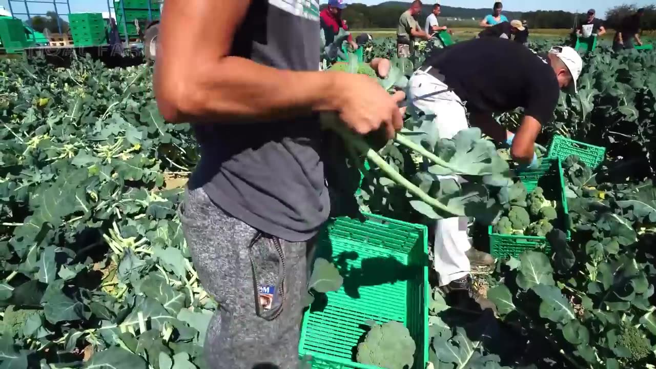 How Farmer Harvesting Tons of Fennel, Red Cabbage, Green Onion, Broccoli - Modern Vegetable Farming