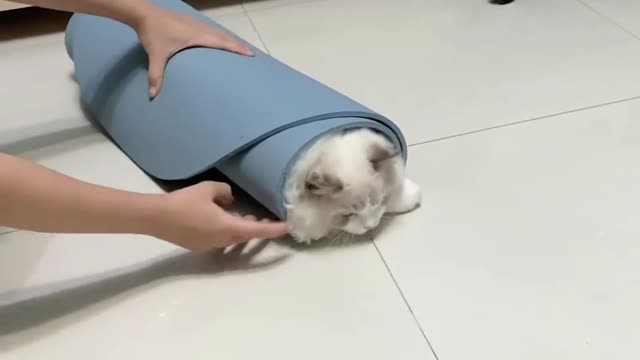 This cat's fur is so unique