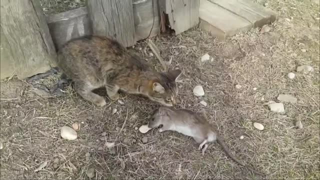 Cat hunting Wild rat