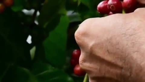 😍😍coffee for good health😍😍