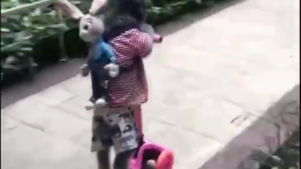 Very Cute Dog on Kiddie Scooter