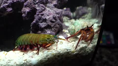 Giant Hermit Crab vs Giant Mantis Shrimp Rematch - Epic Battle Royale