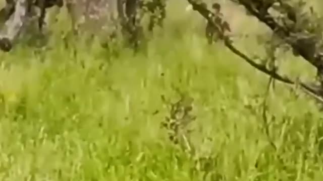 Wild Dogs Rescue Warthog From Leopard.