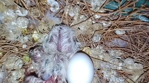 Another 3 chicks of dove