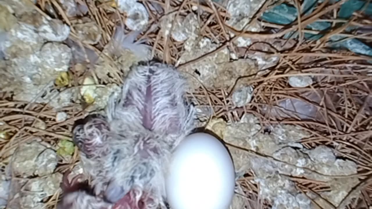 Another 3 chicks of dove